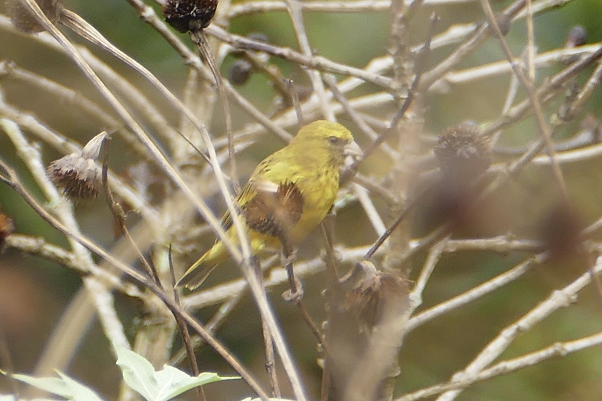 Black-faced Canary - ML71636321