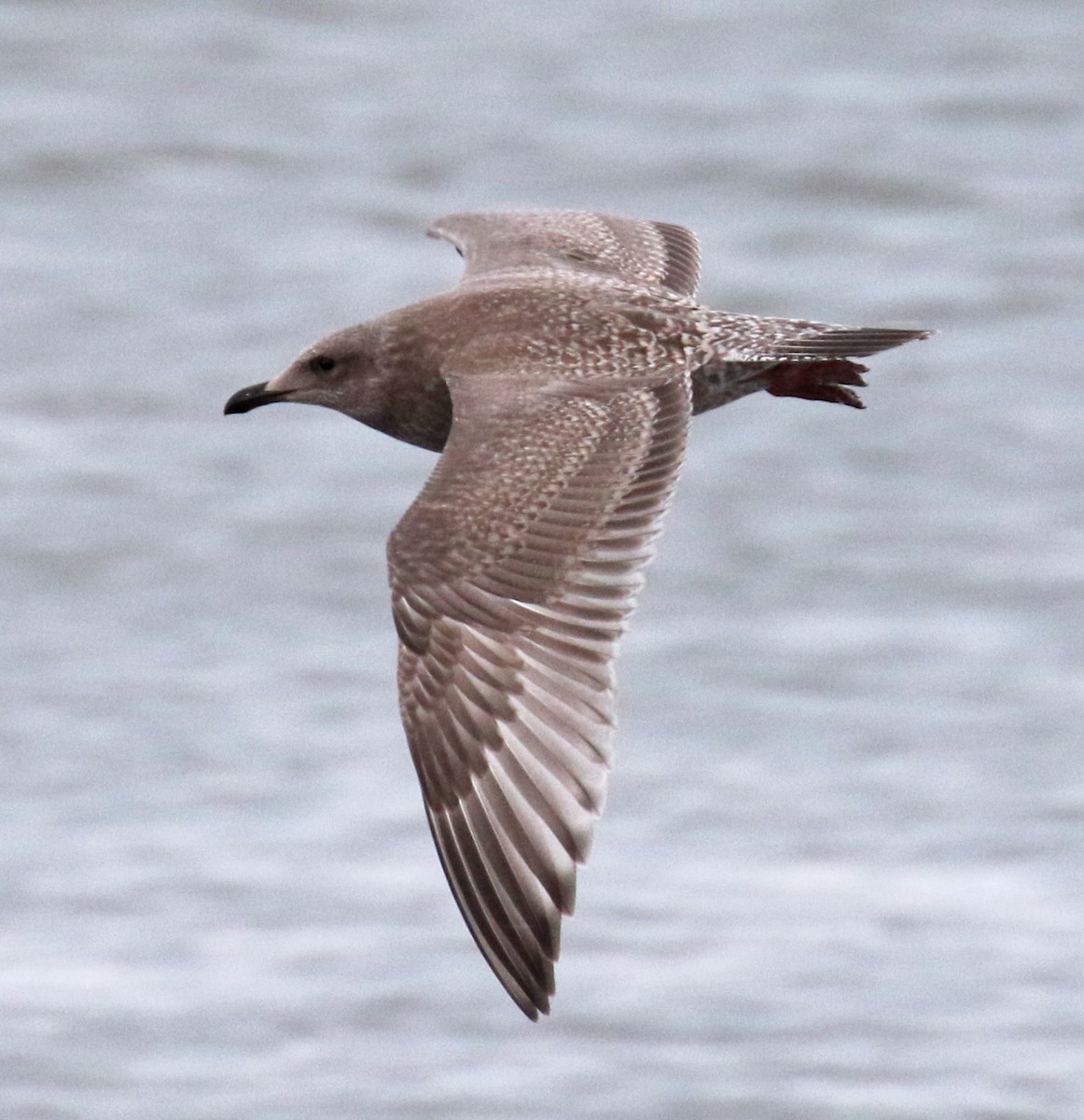 Gaviota Groenlandesa (thayeri) - ML71636351