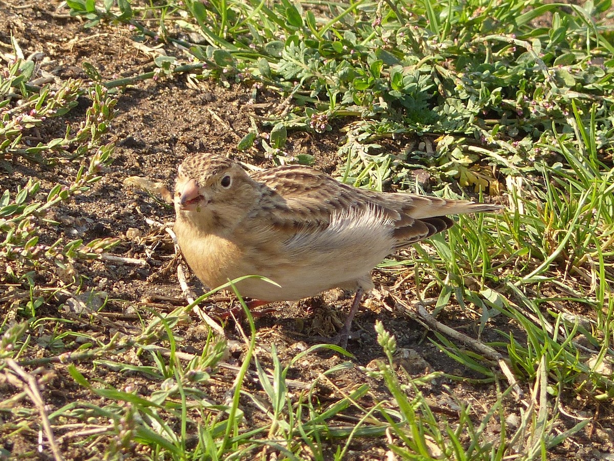 Thick-billed Longspur - ML71636961