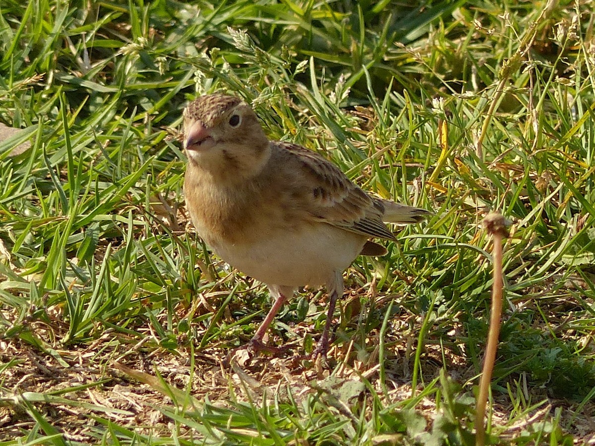 Thick-billed Longspur - ML71637661