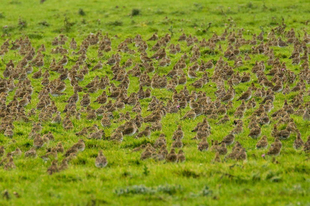 European Golden-Plover - ML71637681
