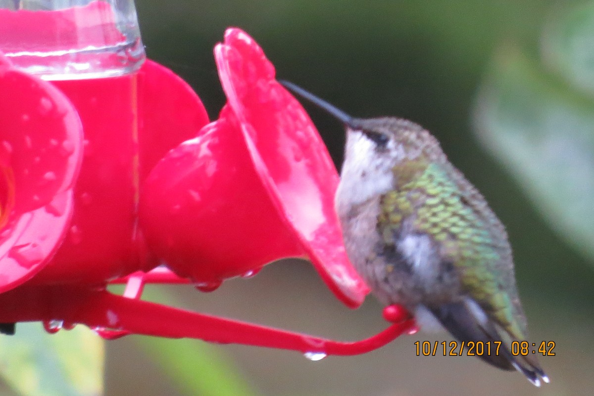 Ruby-throated Hummingbird - ML71637761