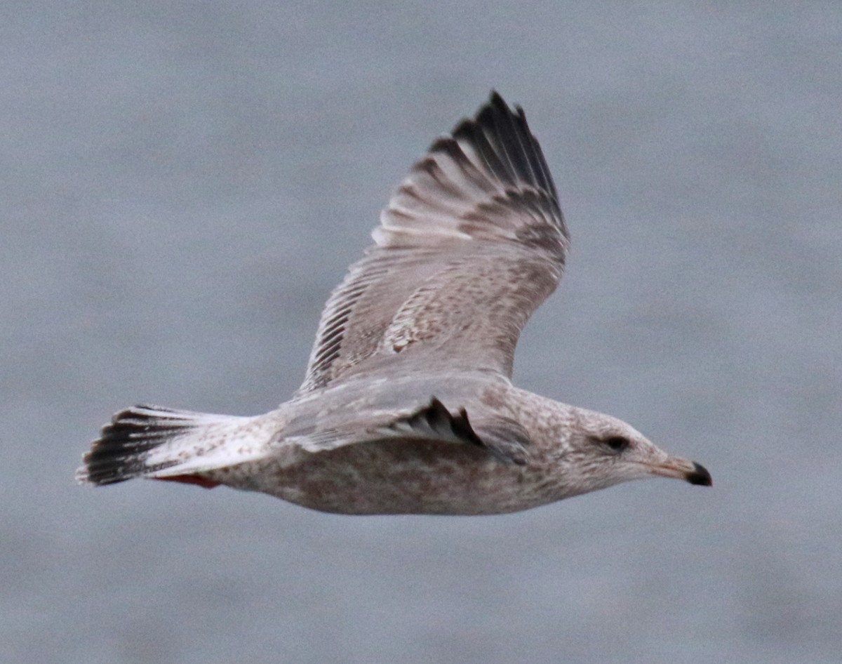 Herring Gull (Vega) - ML71638201