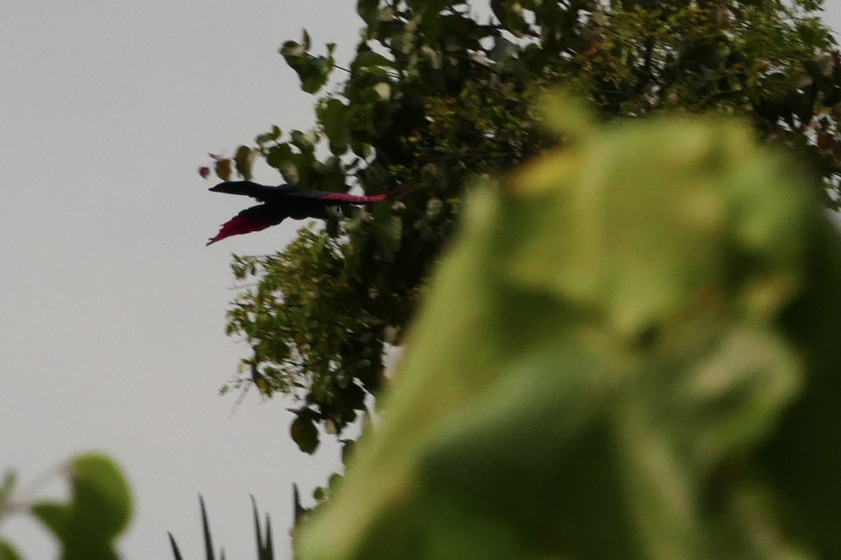 Red-crested Turaco - ML71638391