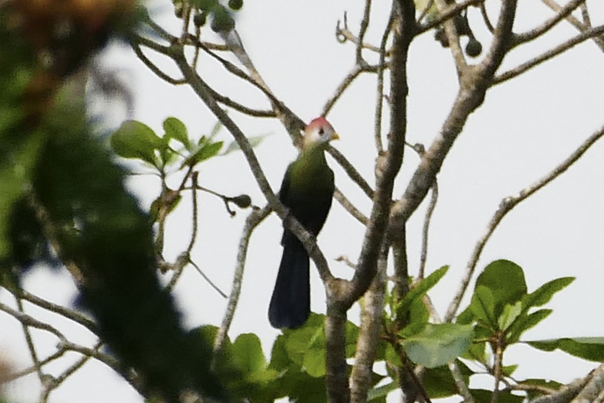 Red-crested Turaco - ML71638401