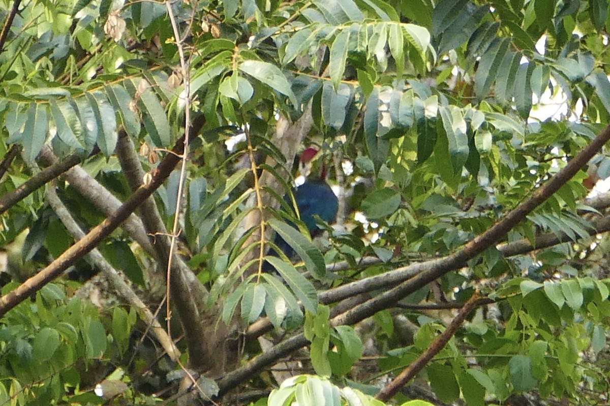 Red-crested Turaco - ML71638411