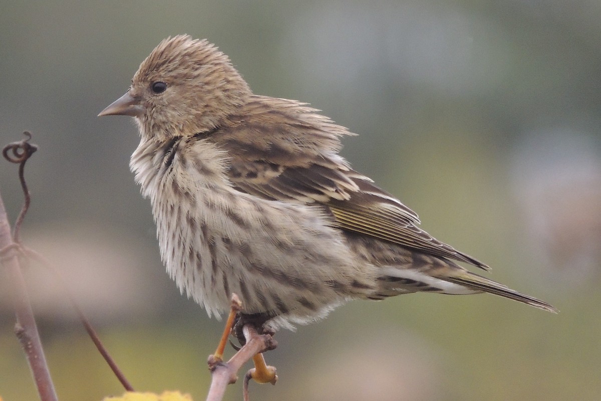 Pine Siskin - ML71638621