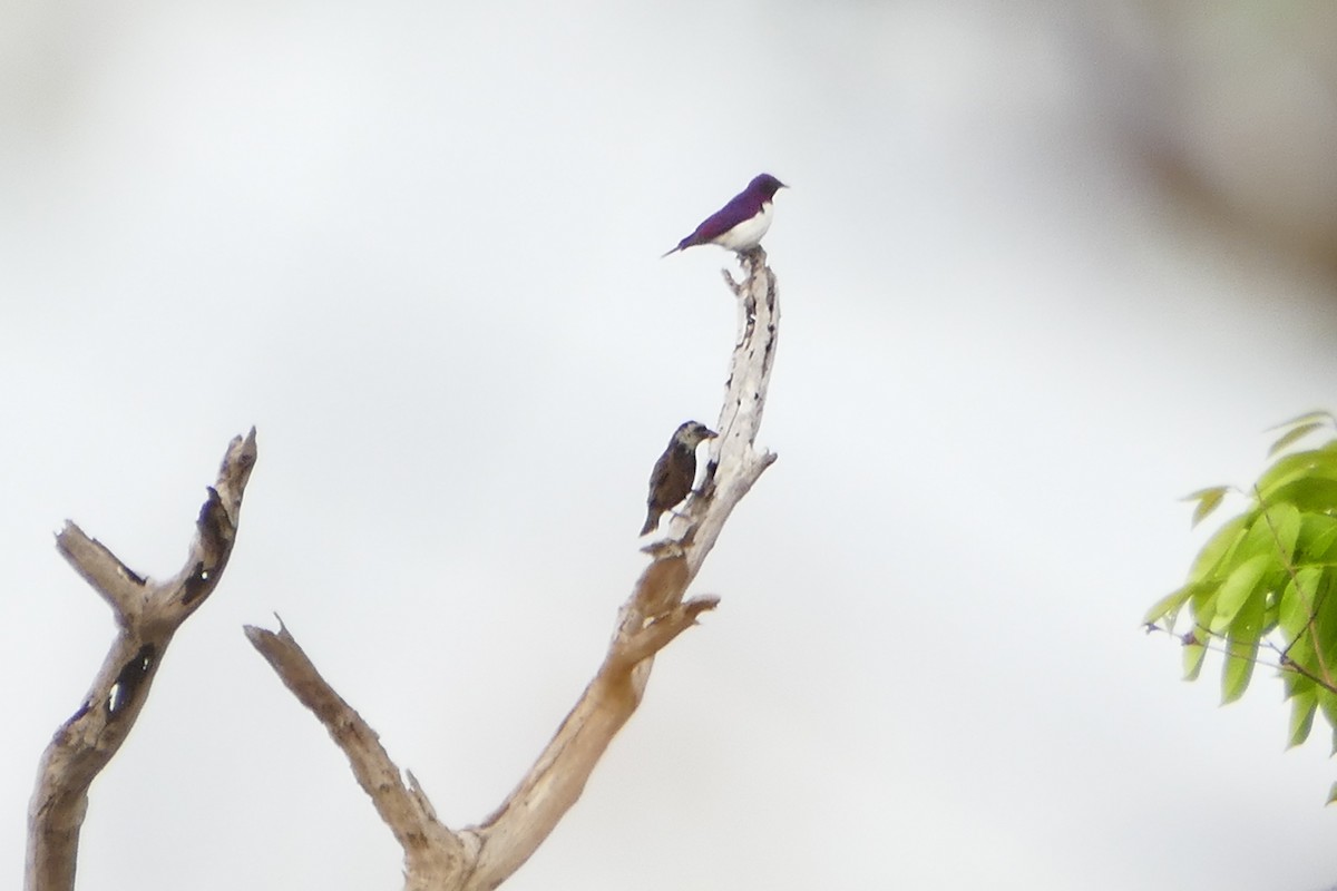 Anchieta's Barbet - ML71638711