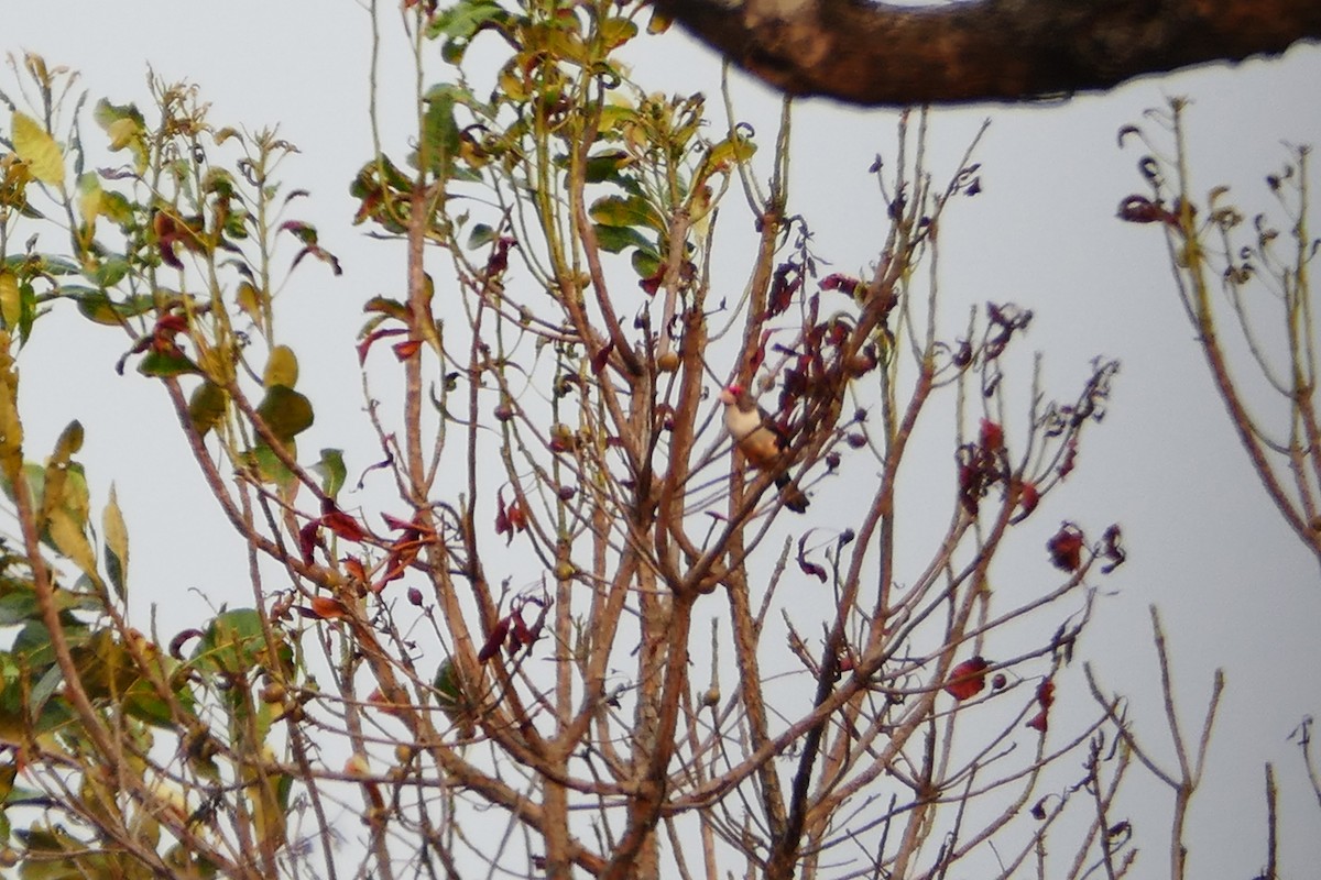 Black-backed Barbet - ML71639321