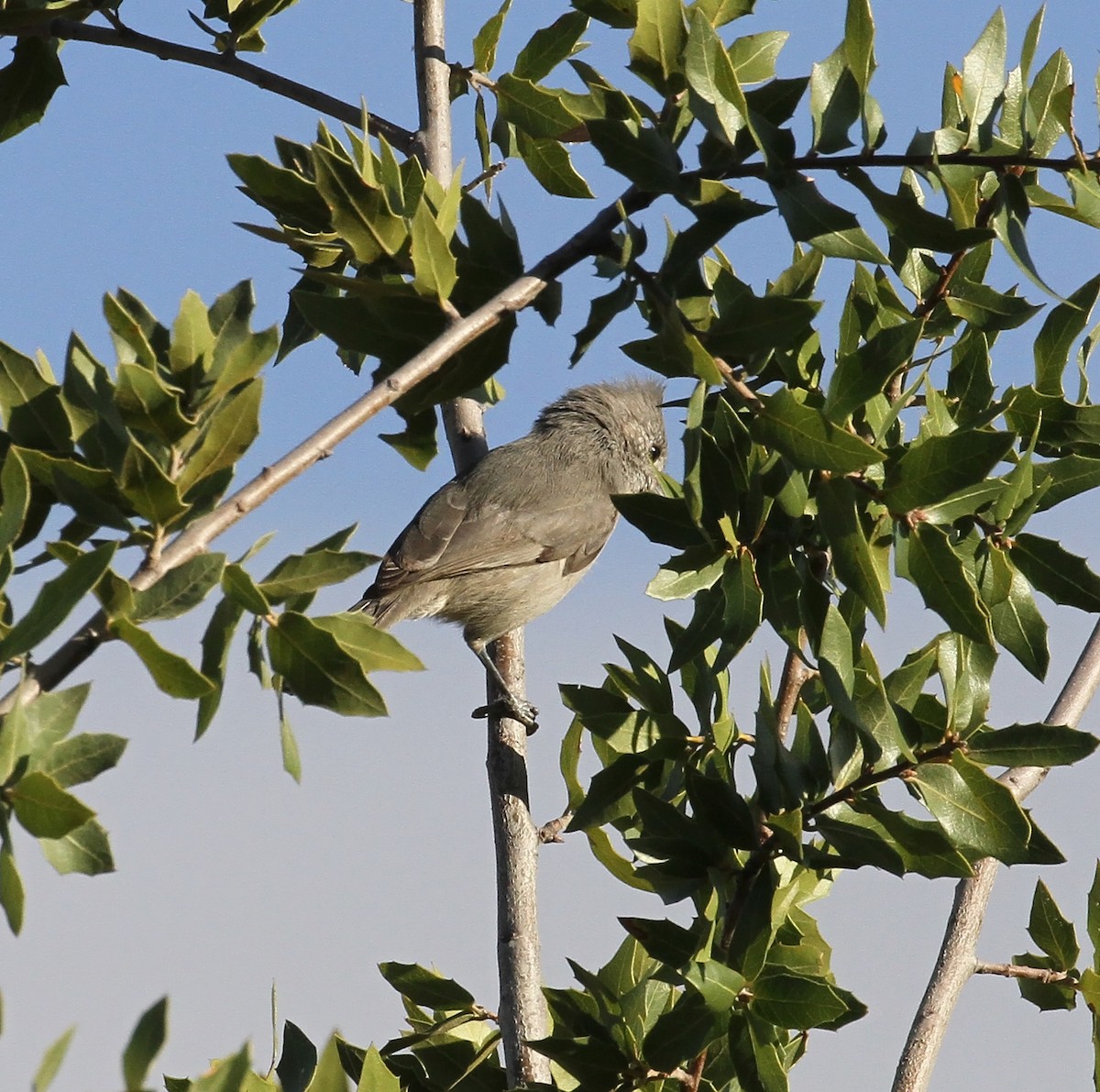 Ardıç Baştankarası - ML71639931