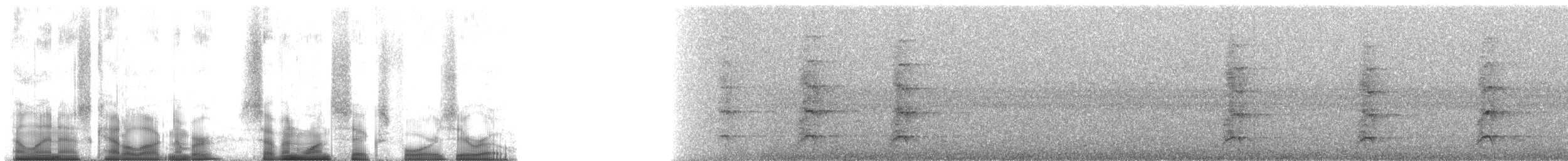 Méliphage de Macleay - ML71640