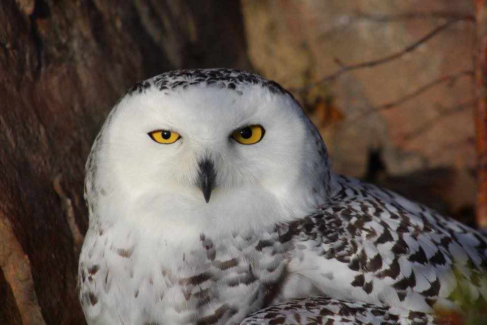 Snowy Owl - ML71641121