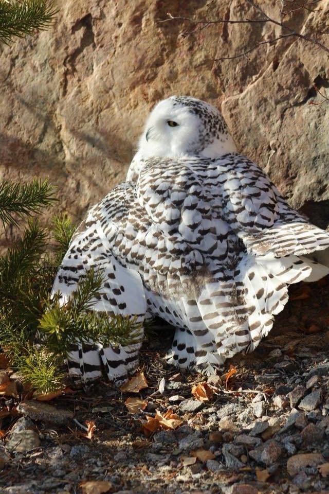 Snowy Owl - ML71641131