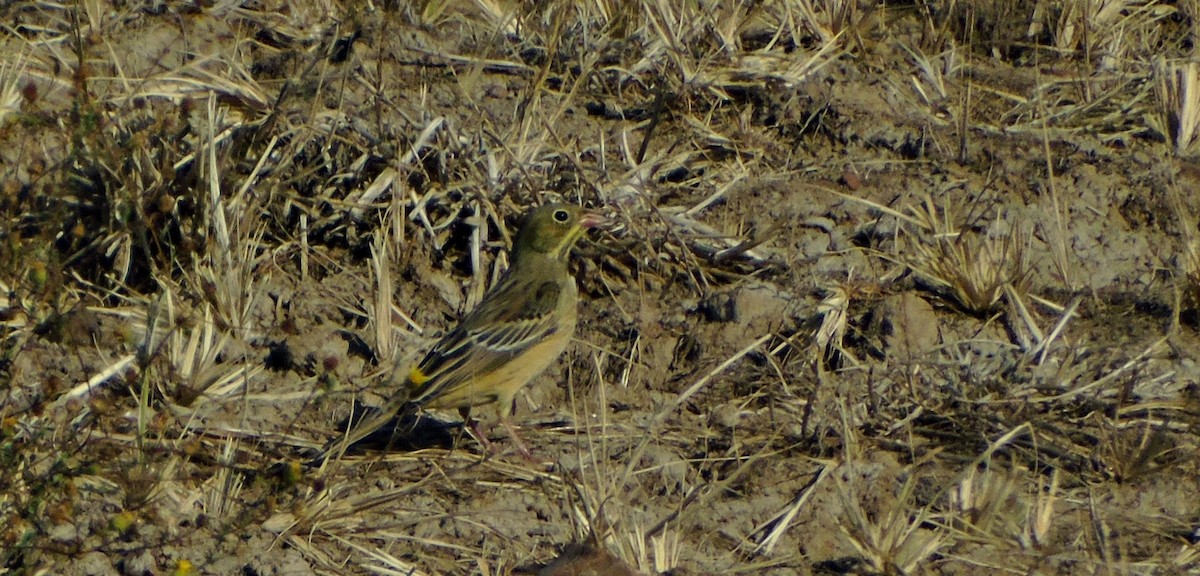 Ortolan Bunting - ML71642211