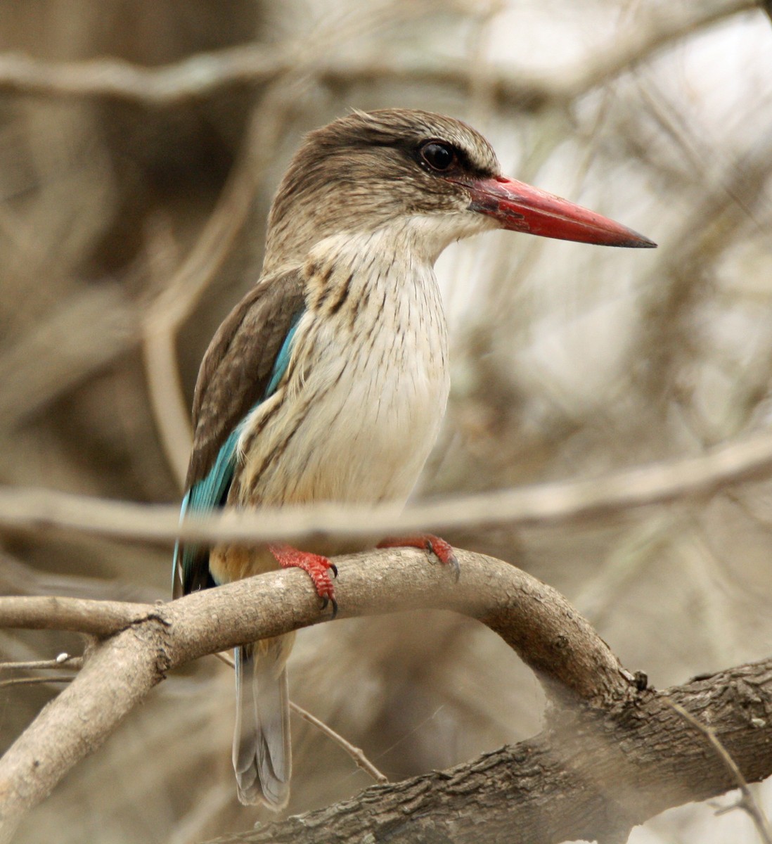 Brown-hooded Kingfisher - ML71642231