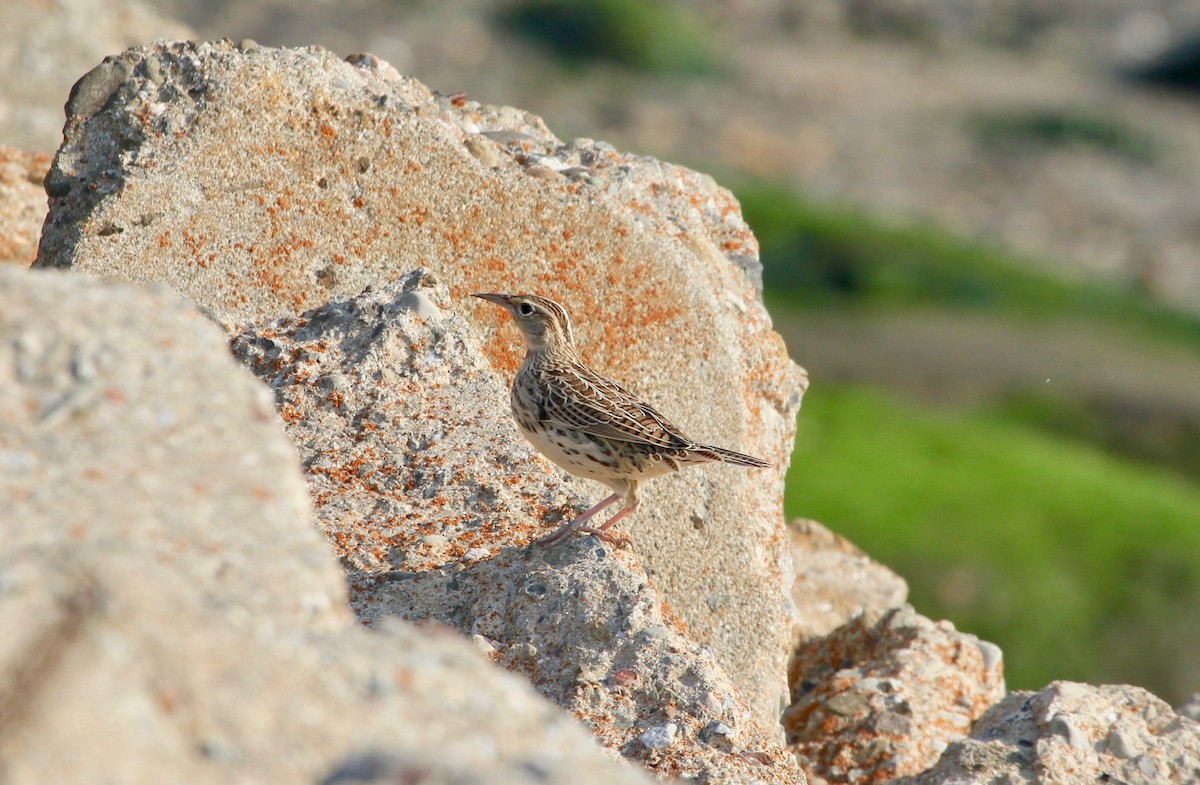 Western Meadowlark - ML71645191