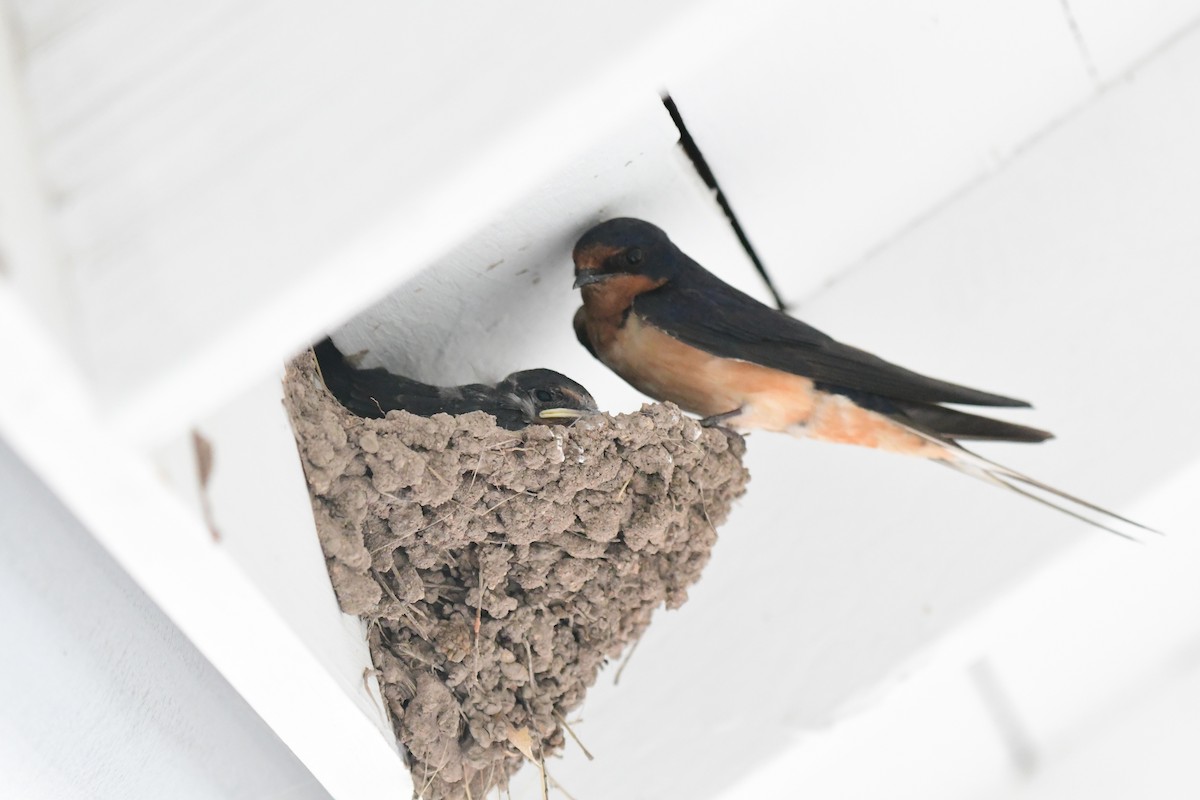 Barn Swallow - ML71645701