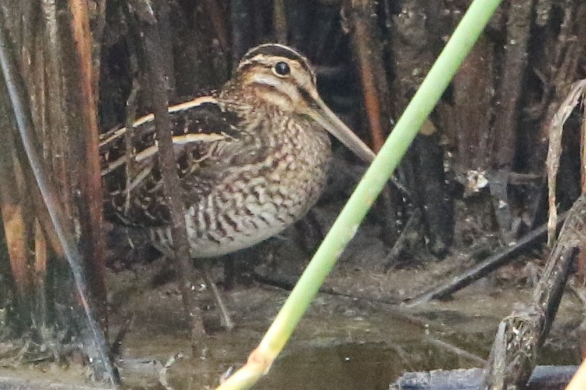 Wilson's Snipe - ML71645771