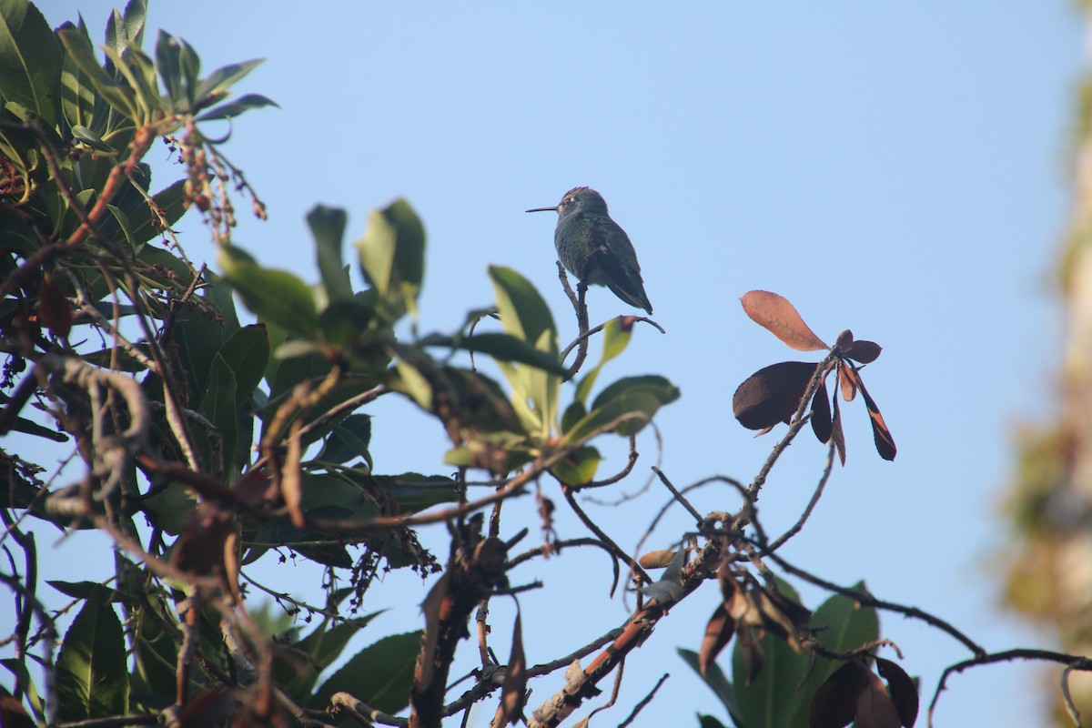 Anna's Hummingbird - ML71646411