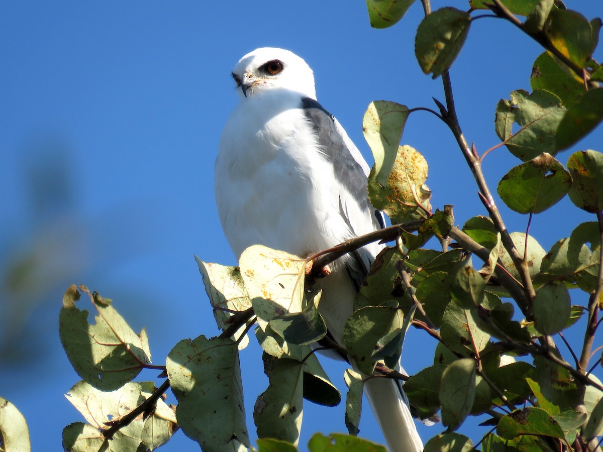 White-tailed Kite - ML71646581