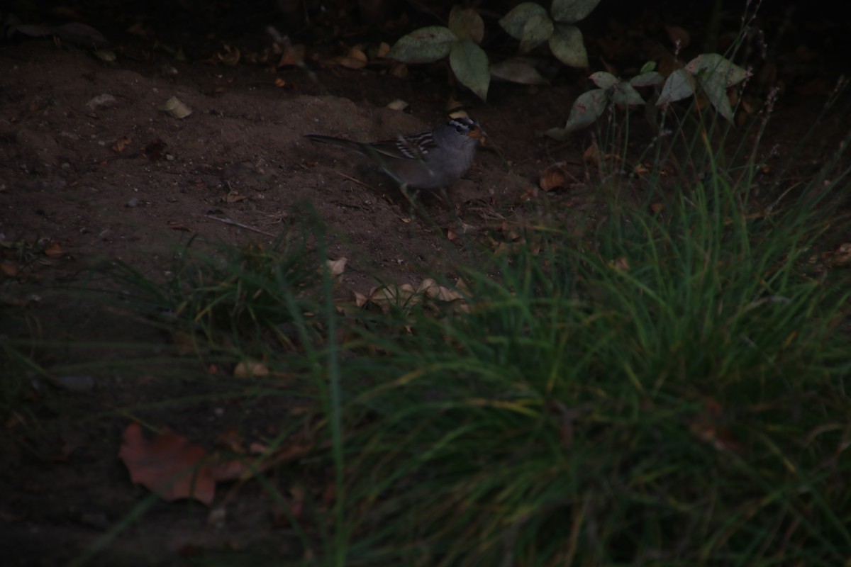 White-crowned Sparrow - ML71646731