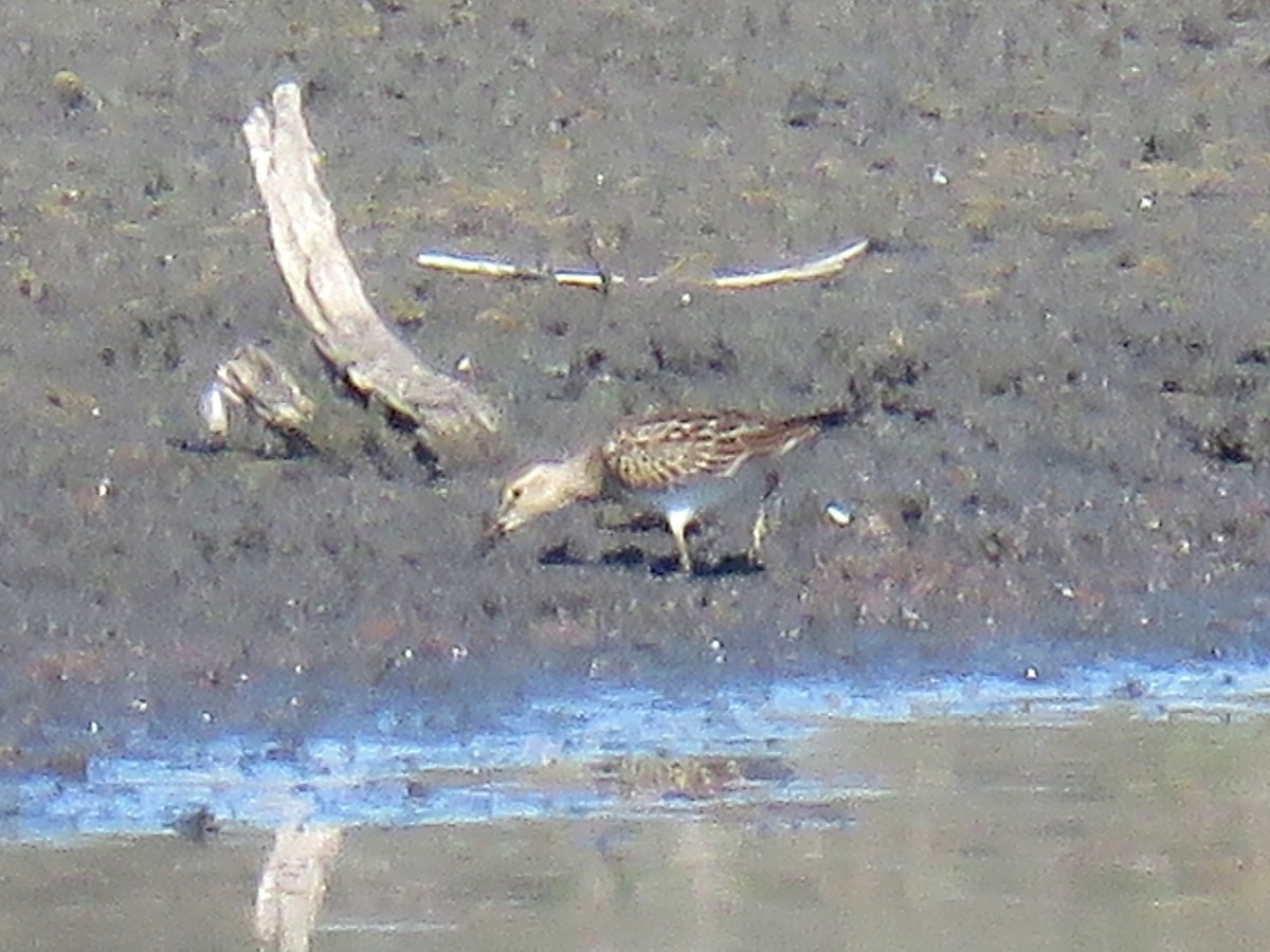 Pectoral Sandpiper - ML71646771