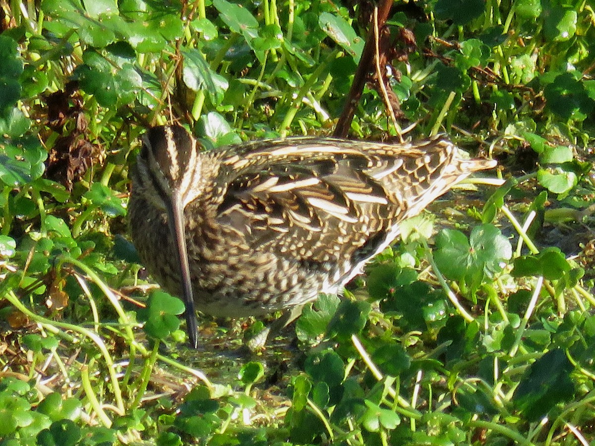 Wilson's Snipe - ML71646881