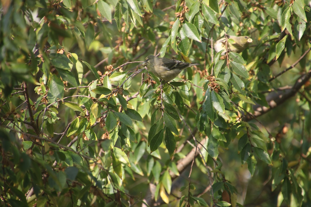 American Goldfinch - ML71646951