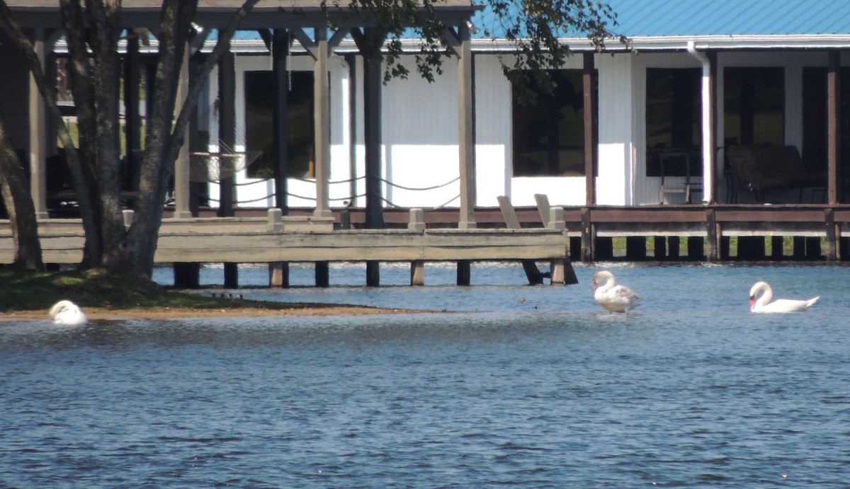 Mute Swan - ML71647361