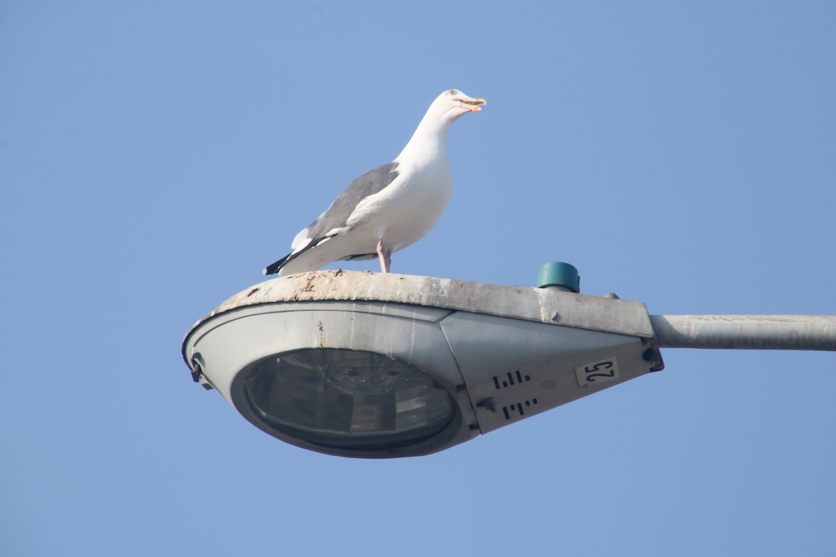 Western Gull - ML71647431