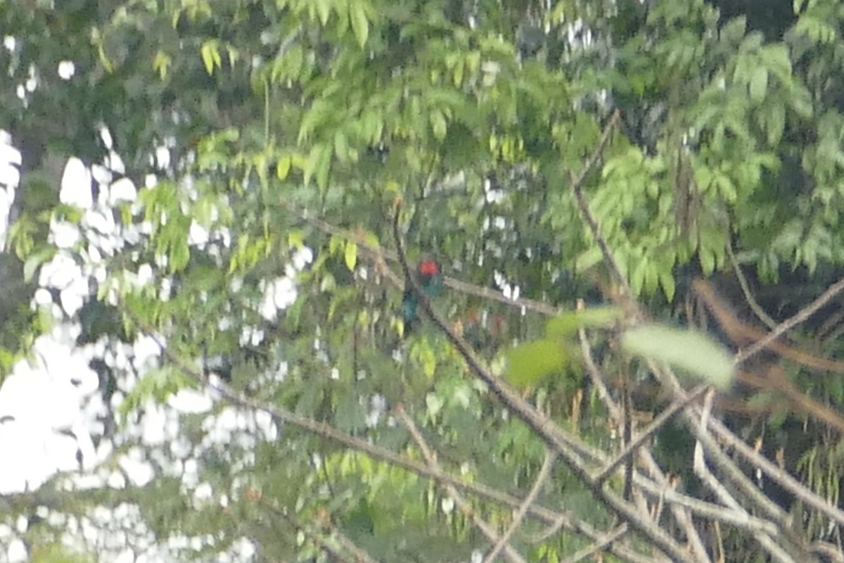 Black Bee-eater - ML71647521