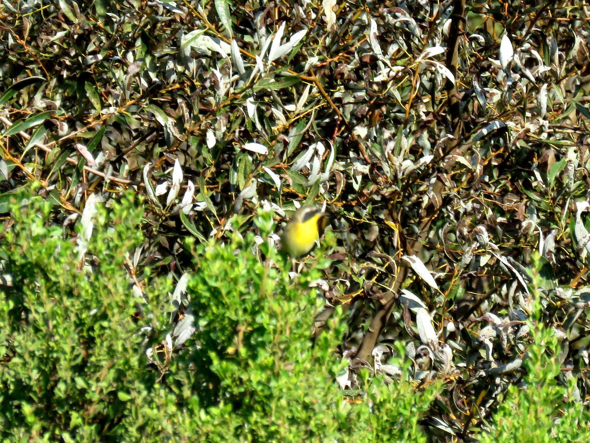 Common Yellowthroat - ML71647711