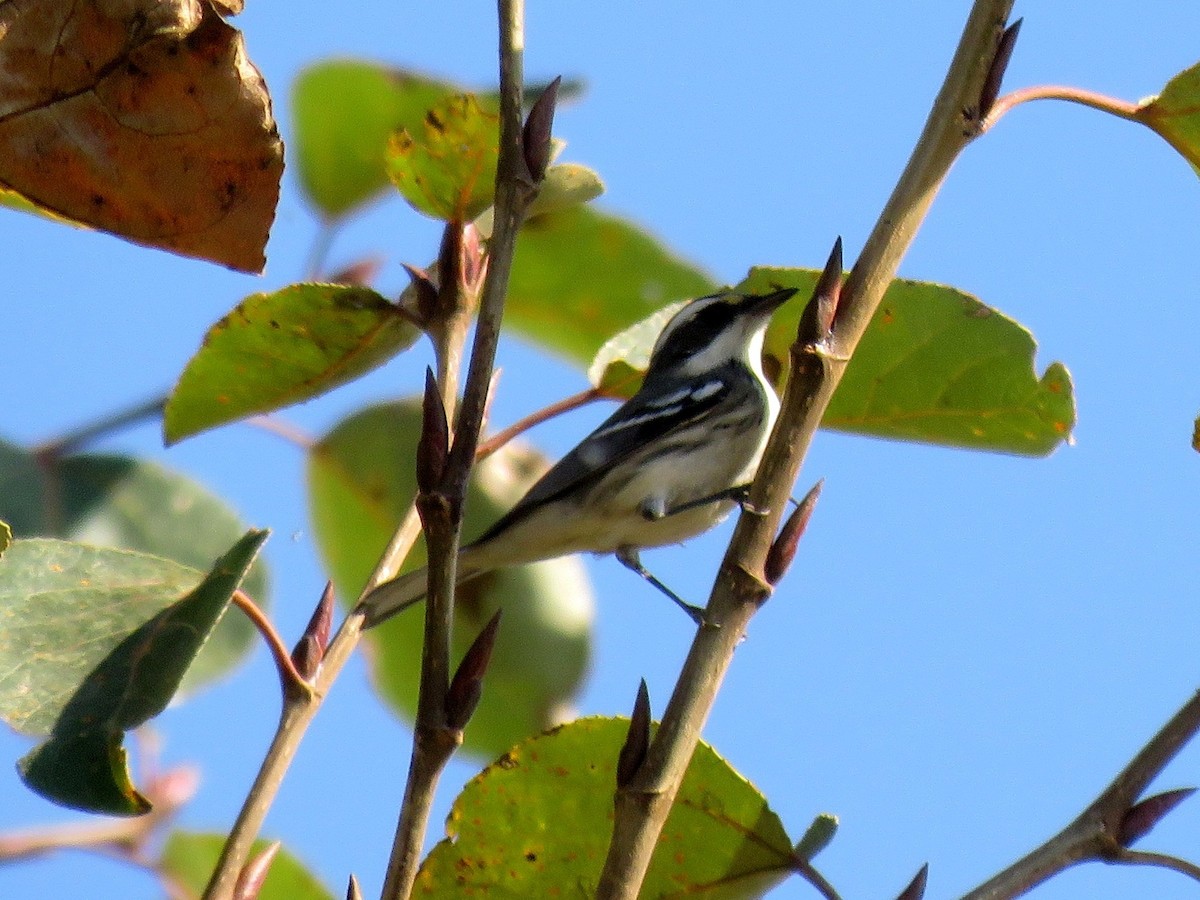 Black-throated Gray Warbler - ML71647871