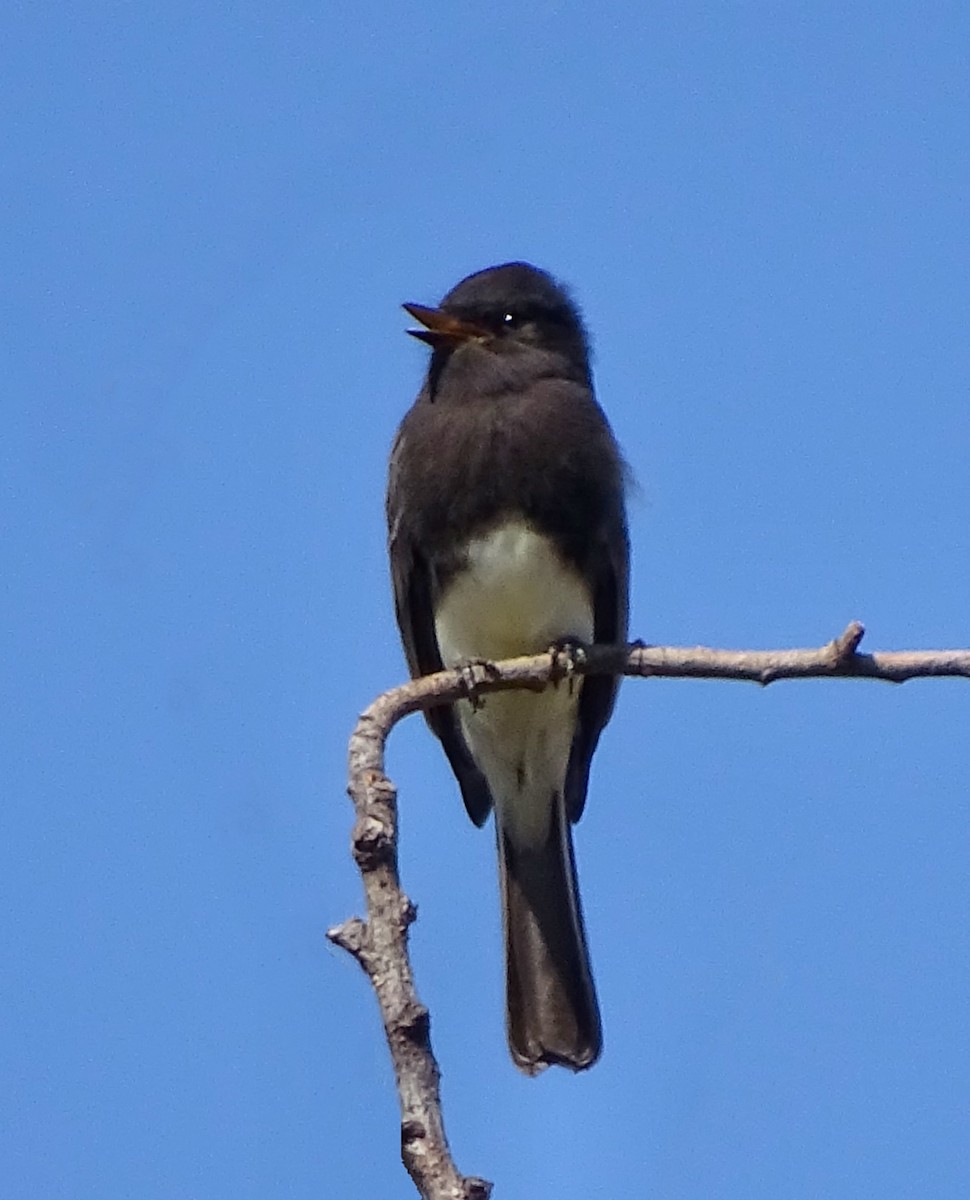 Black Phoebe - ML71647881