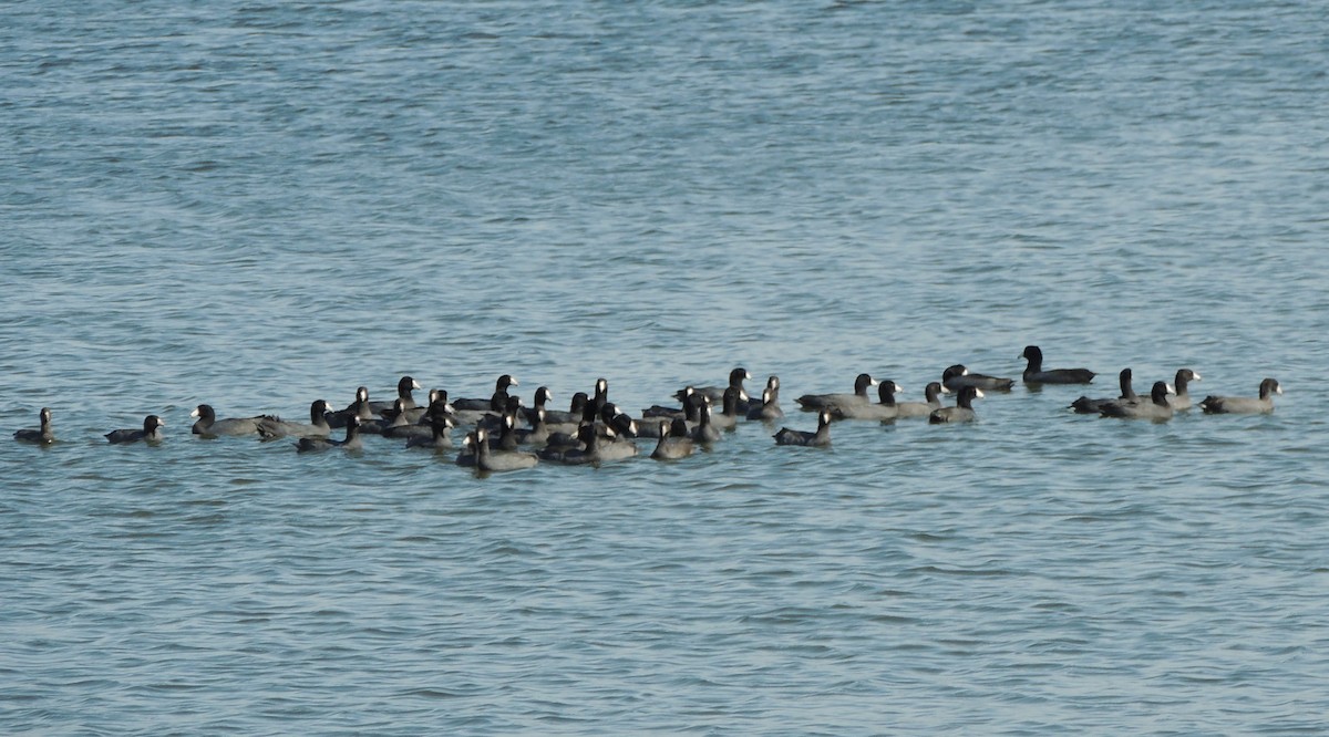 American Coot - ML71648011