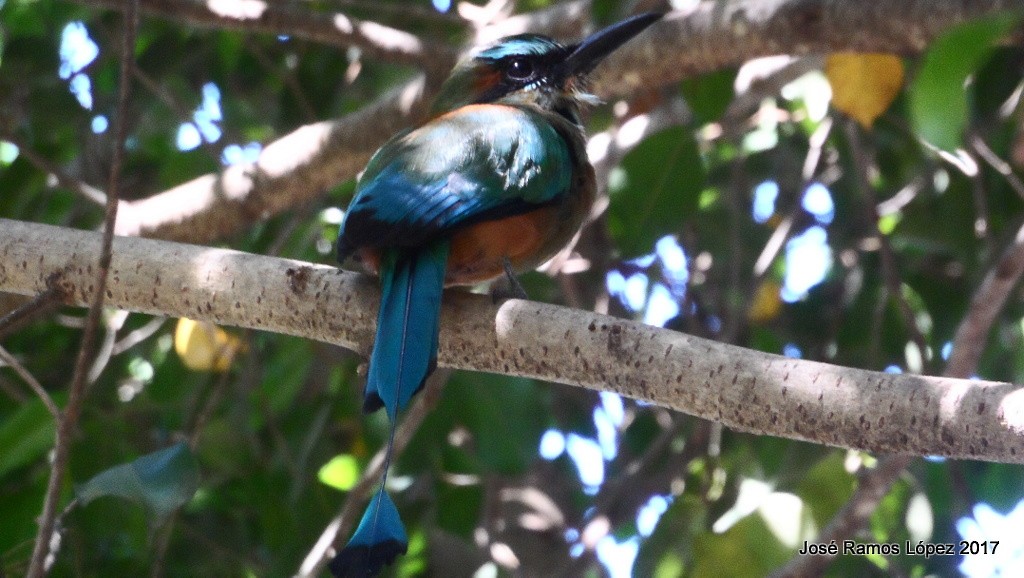 Turquoise-browed Motmot - Jose Ramos