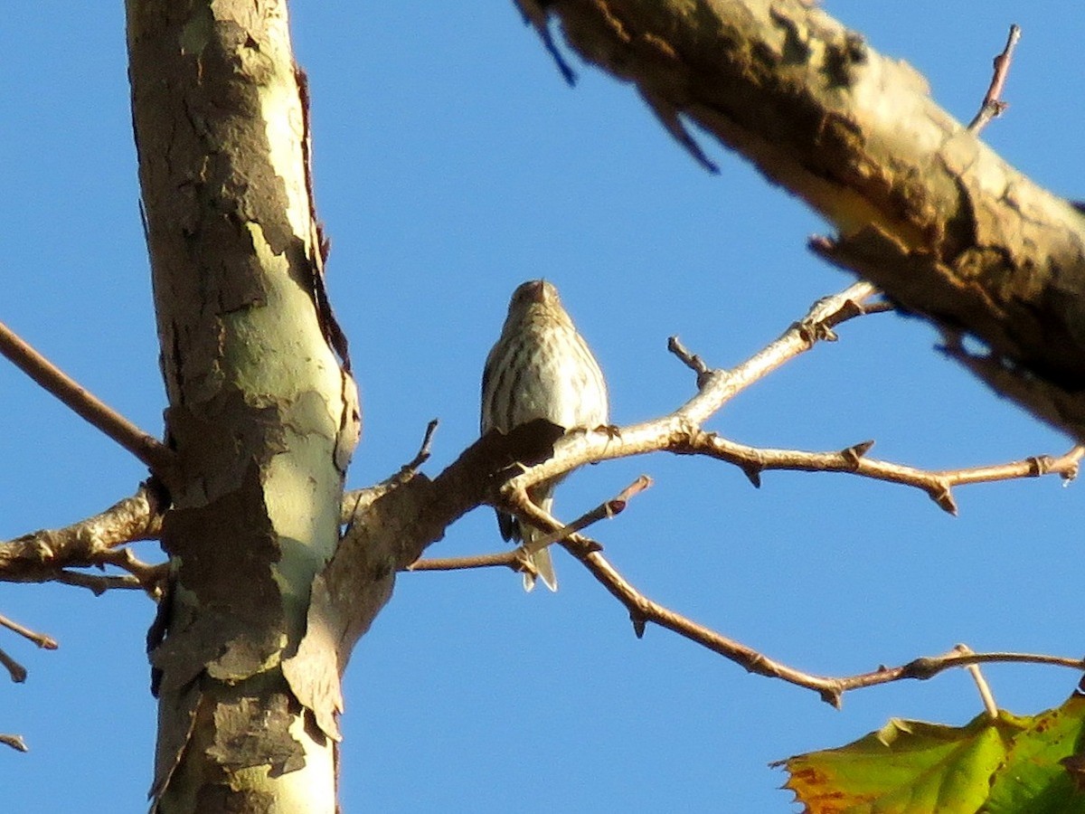 Pine Siskin - ML71648181