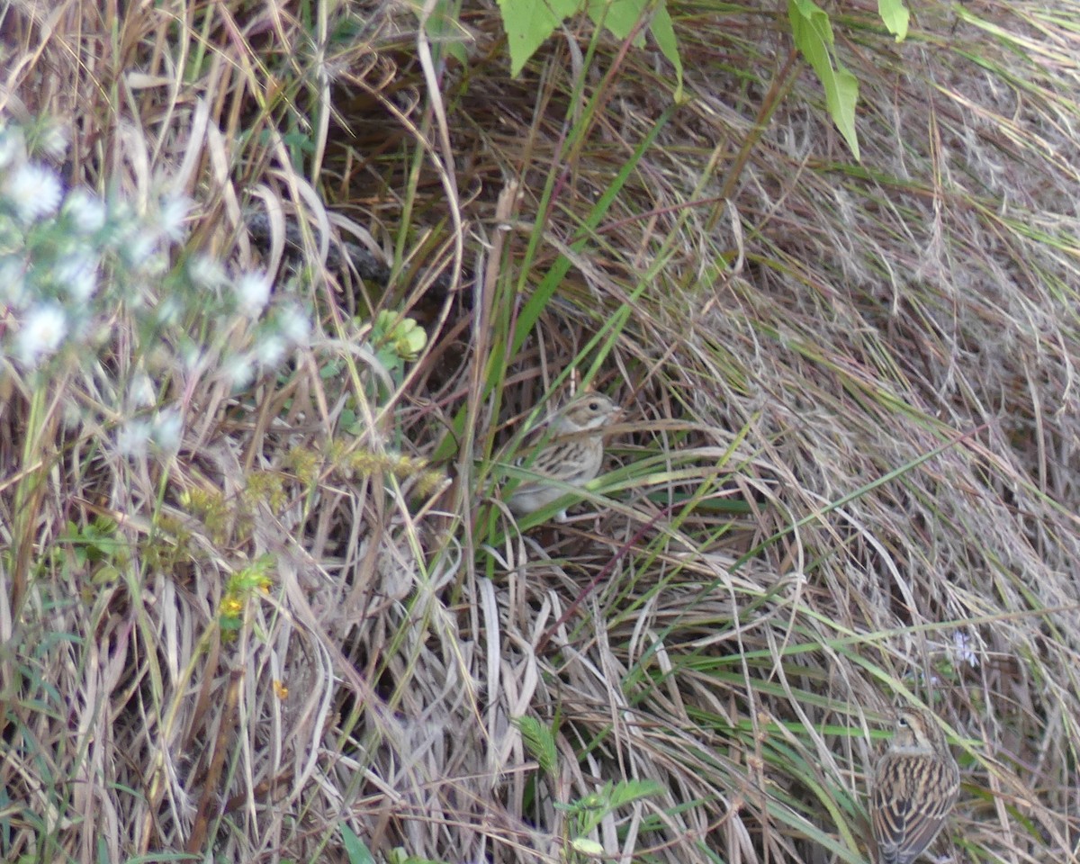 Clay-colored Sparrow - ML71648341