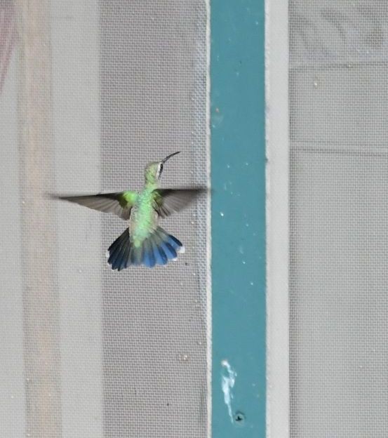 kolibřík širokozobý - ML71648581
