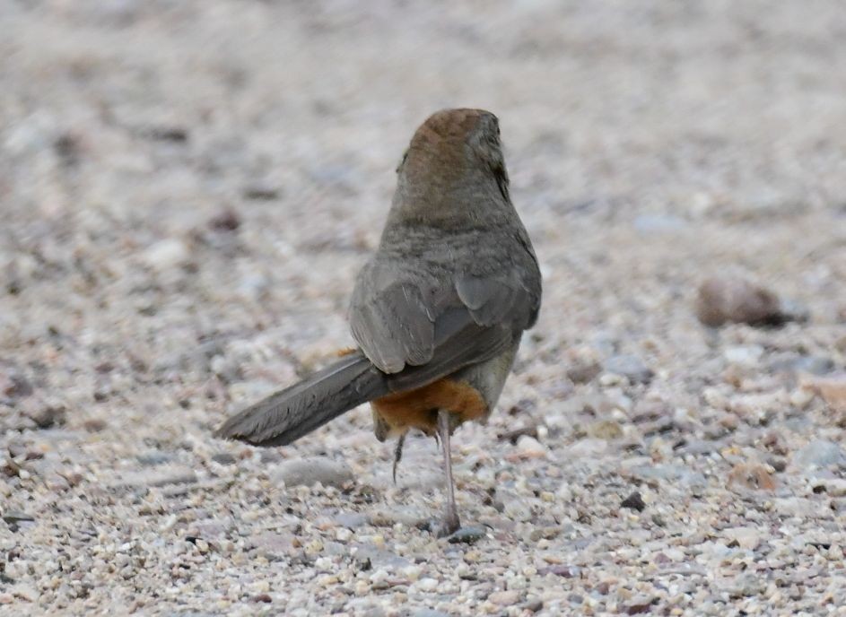 Canyon Towhee - James Bozeman