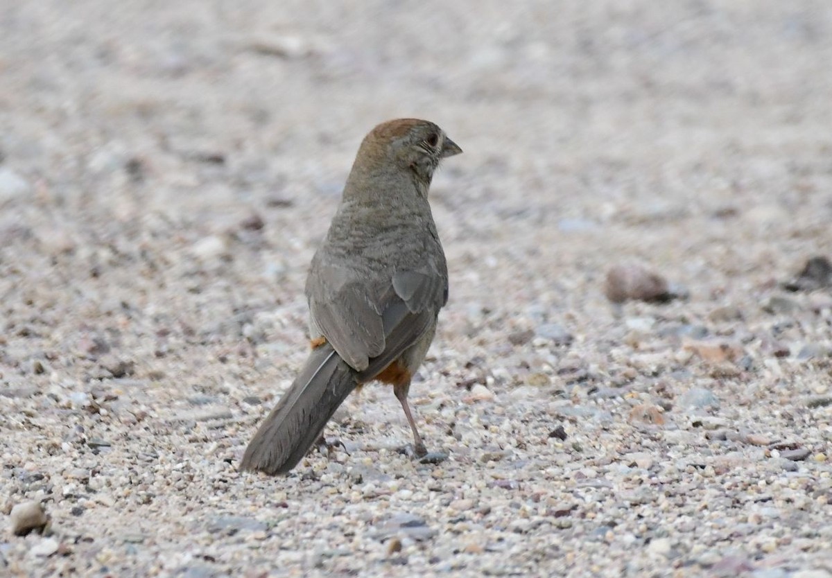 Canyon Towhee - ML71648701