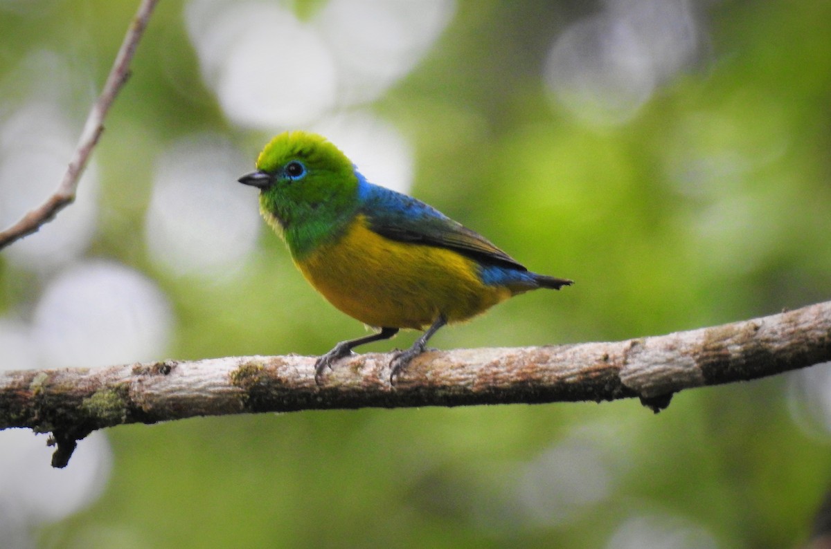 Blue-naped Chlorophonia - ML71648731