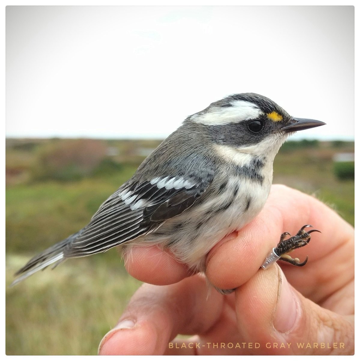 Black-throated Gray Warbler - ML71648961