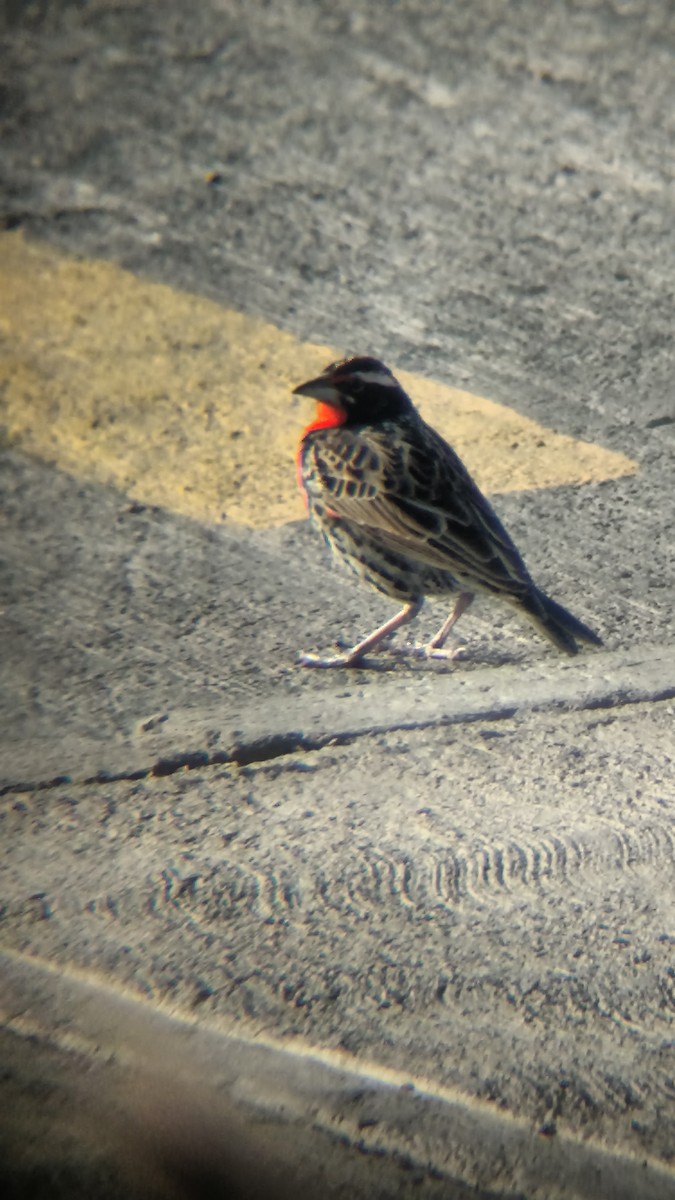 Peruvian Meadowlark - ML71649121