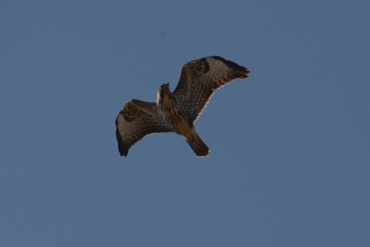 Common Buzzard - ML71650081