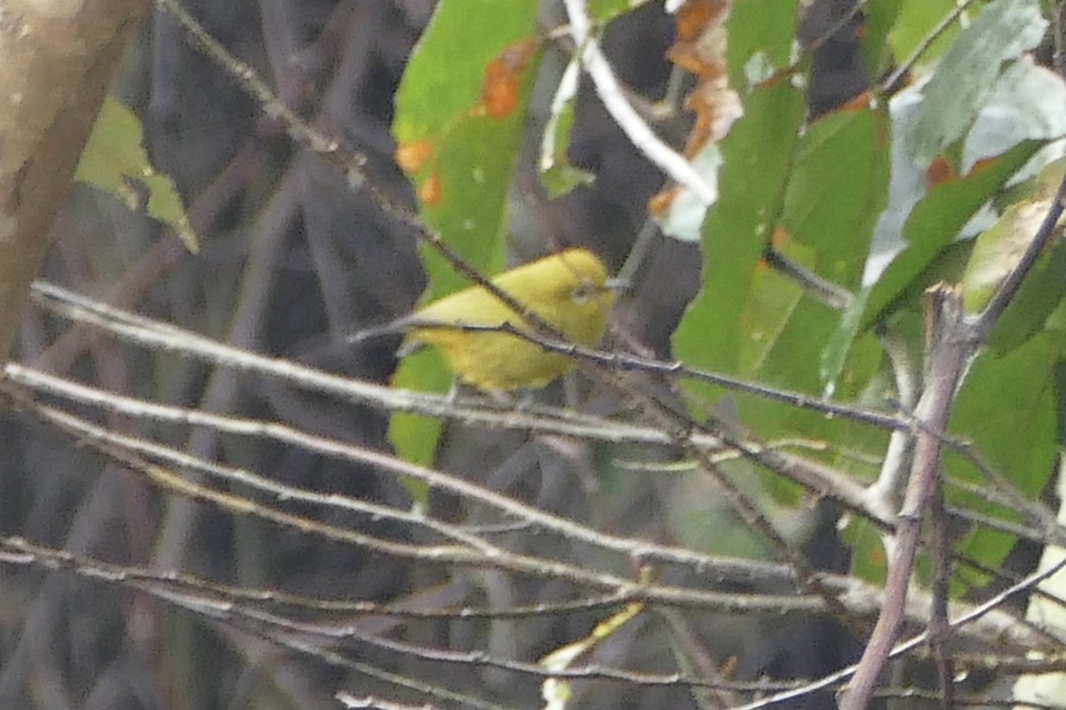 Angola White-eye - ML71650761