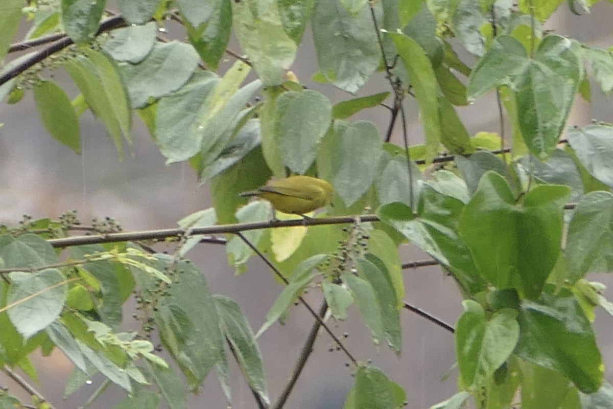 Angola White-eye - ML71650771