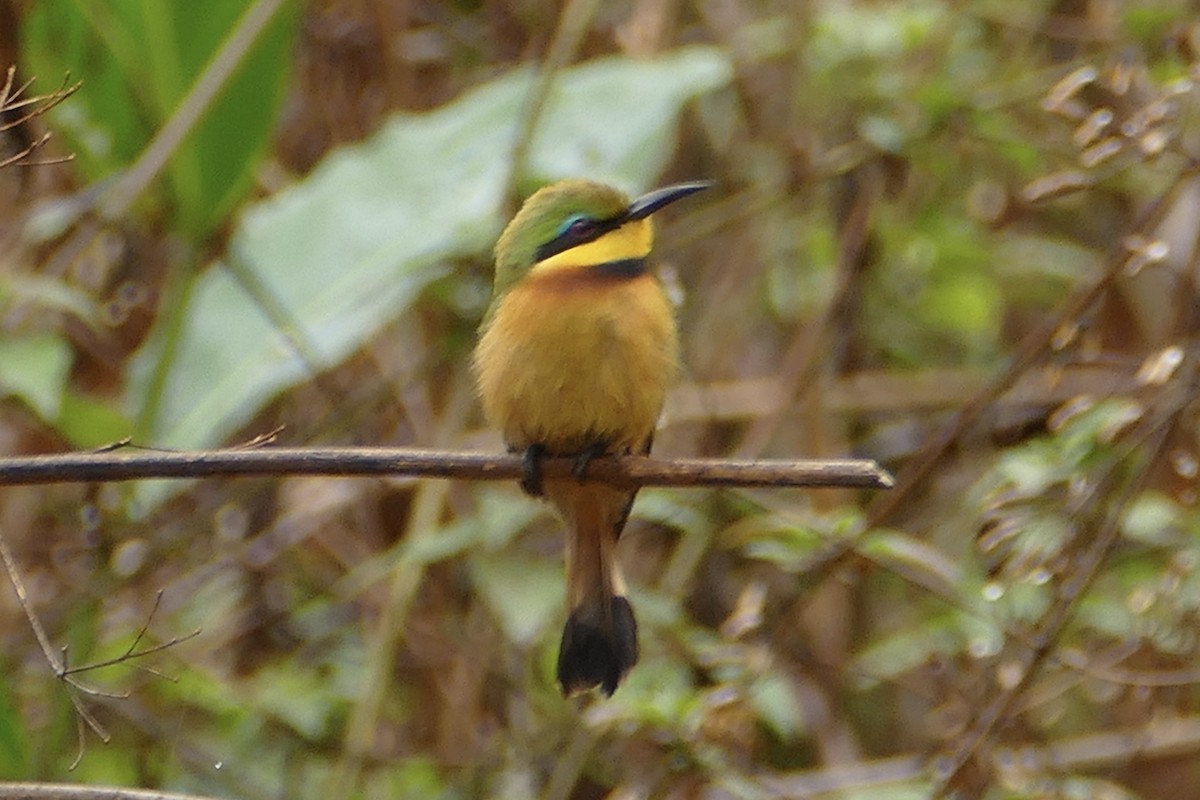 Little Bee-eater - Peter Kaestner