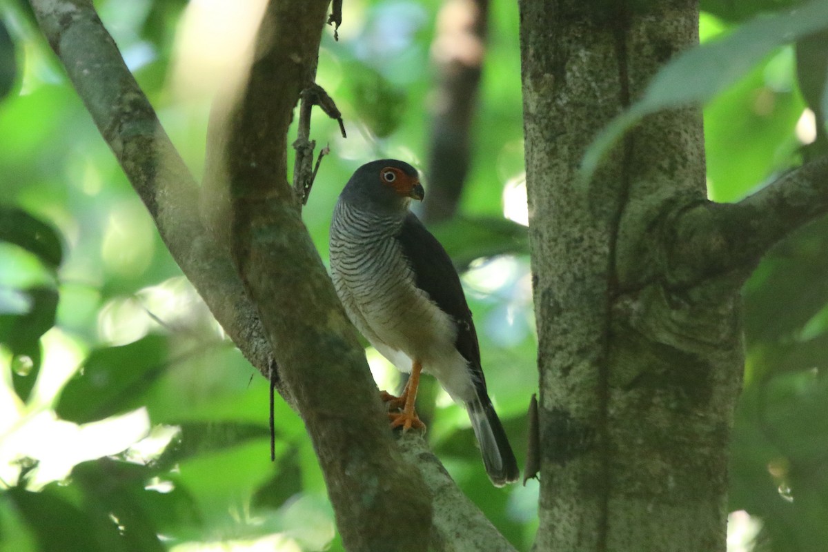 Cryptic Forest-Falcon - Ian Thompson