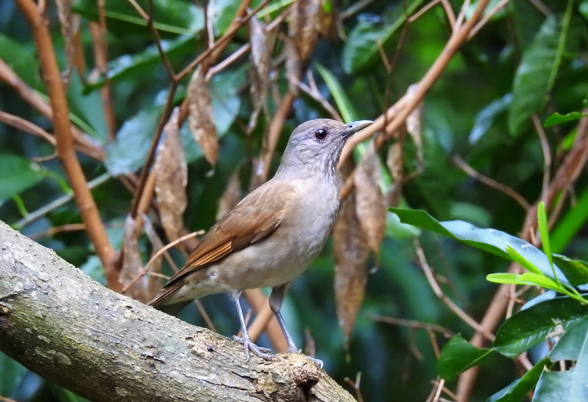 Pale-breasted Thrush - ML71651311